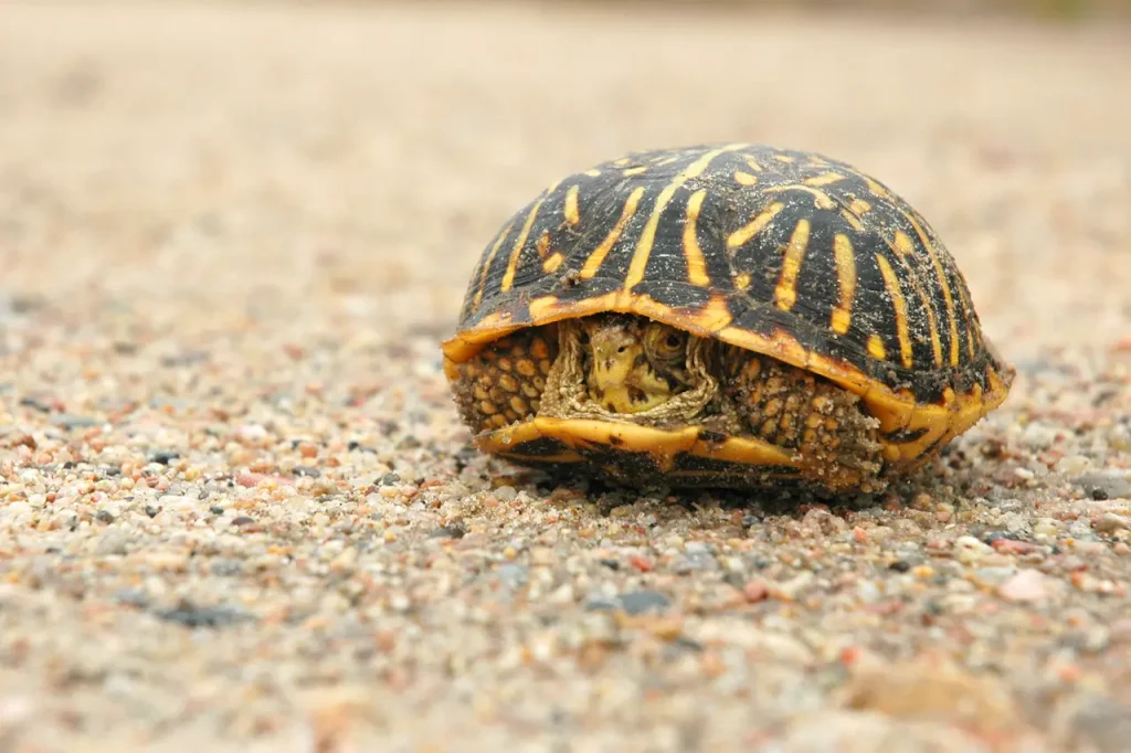 Western Box Turtle Hiding on Its Shell 