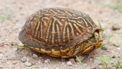 Desert Box Turtle