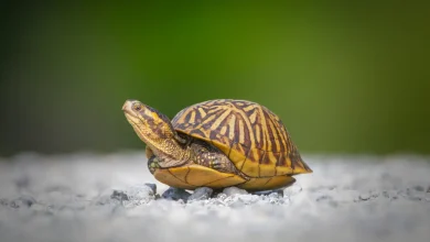 Florida Box Turtle