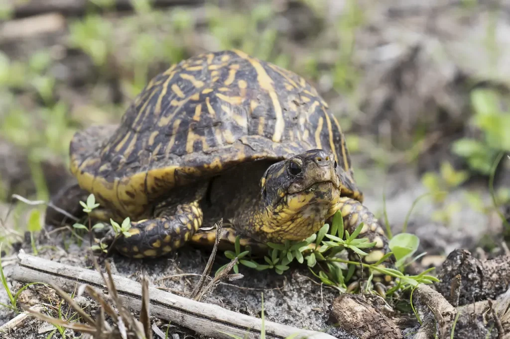 Florida Box Turtle On top A Big Stone