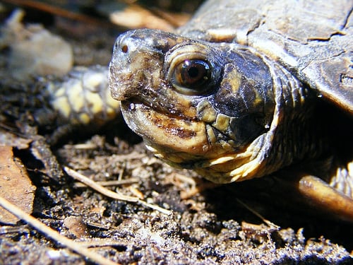 Florida Box Turtle – Terrapene carolina bauri