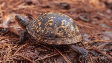 Common Box Turtle in Pine Forest