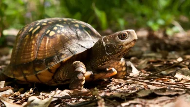 Gulf Coast Box Turtle