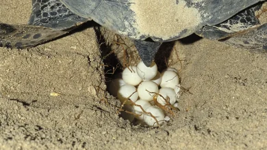 Turtle Laying Eggs Breeding Box Turtles