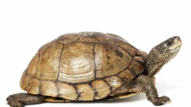 Coahuilan Box Turtle on White Background