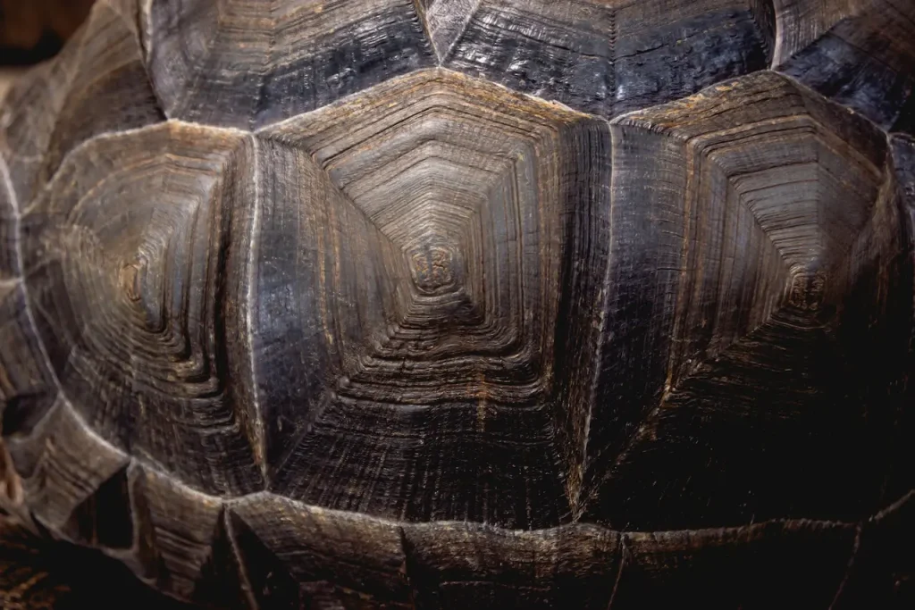 Coahuilan Box Turtle Shell