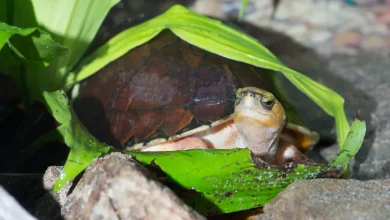 McCord's Box Turtle Eating Green Leaves