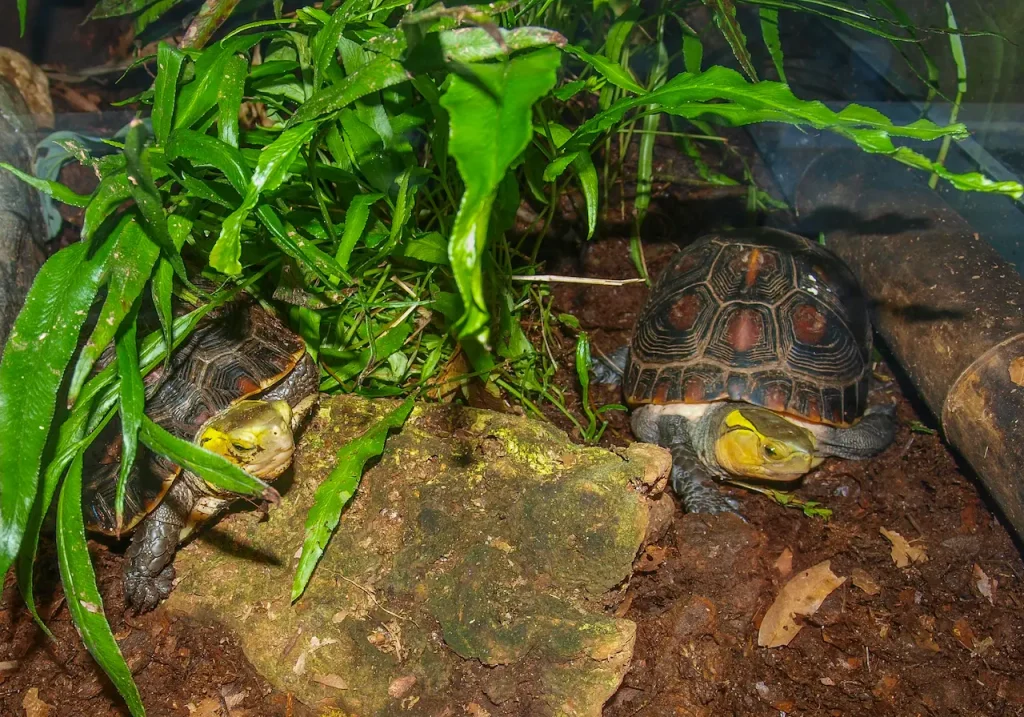 Pair of McCord's Box Turtle 