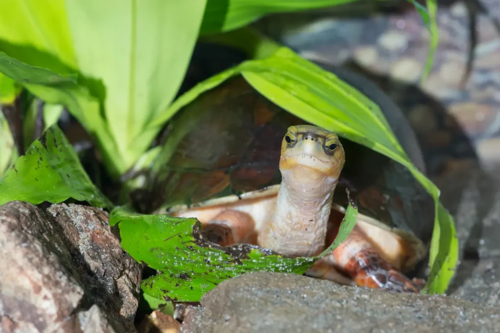 McCord's Box Turtle Image 