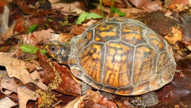 Mexican Box Turtle