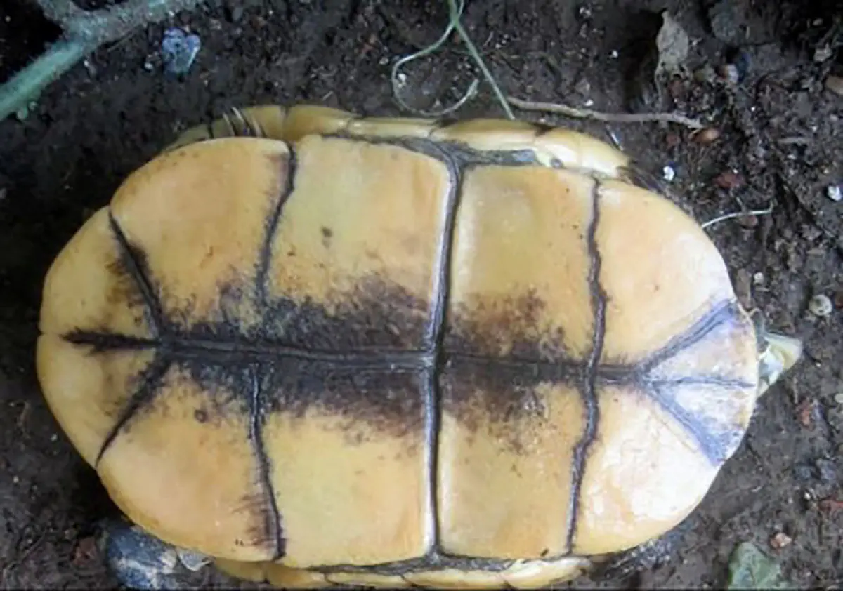Plastron of a female Yunnan box turtle