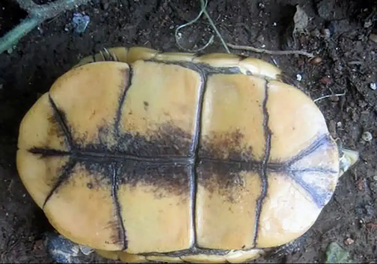 A Cuora box turtle plastron — McCord's box turtle is one of the rarest and most threatened Asian Cuora species, restricted to a small region of China
