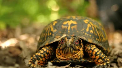 Spotted Box Turtle on the Ground