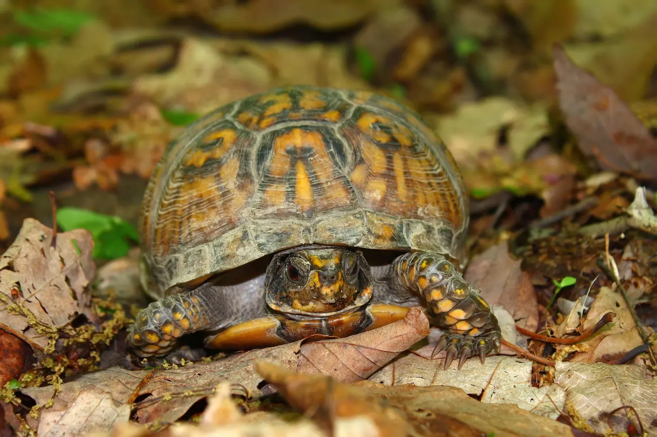 Reconstructed scale comparison of Terrapene carolina putnami — the largest box turtle ever to exist, dwarfing modern Terrapene
