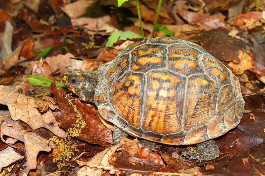 Terrapene Carolina Putnami Image 