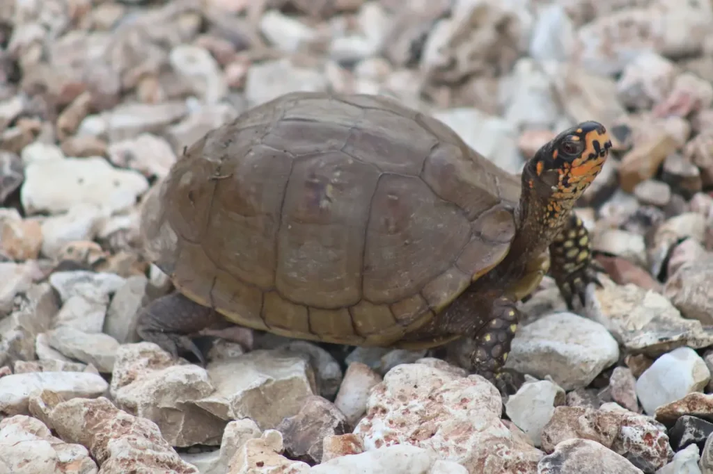 Three Toed Box Turtle