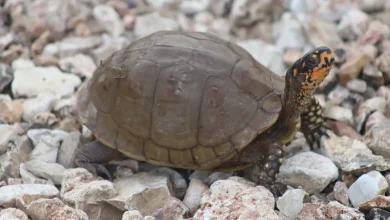 Three Toed Box Turtle
