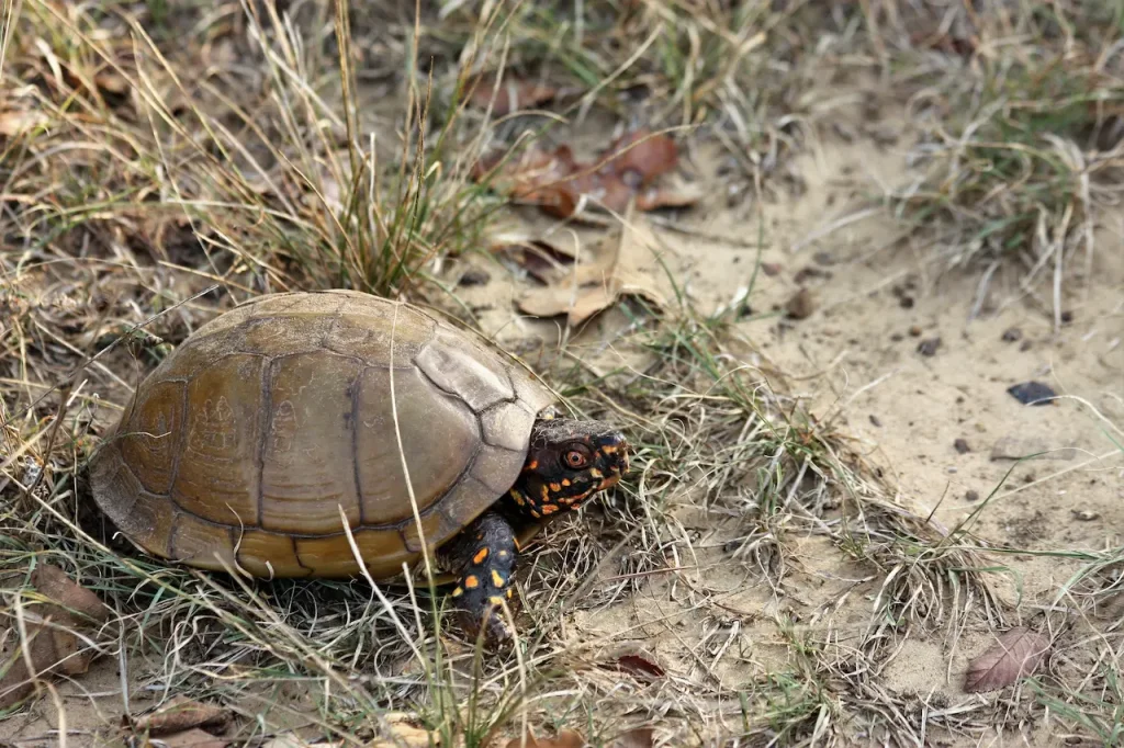 Three Toed Box Turtle Image on the Ground 