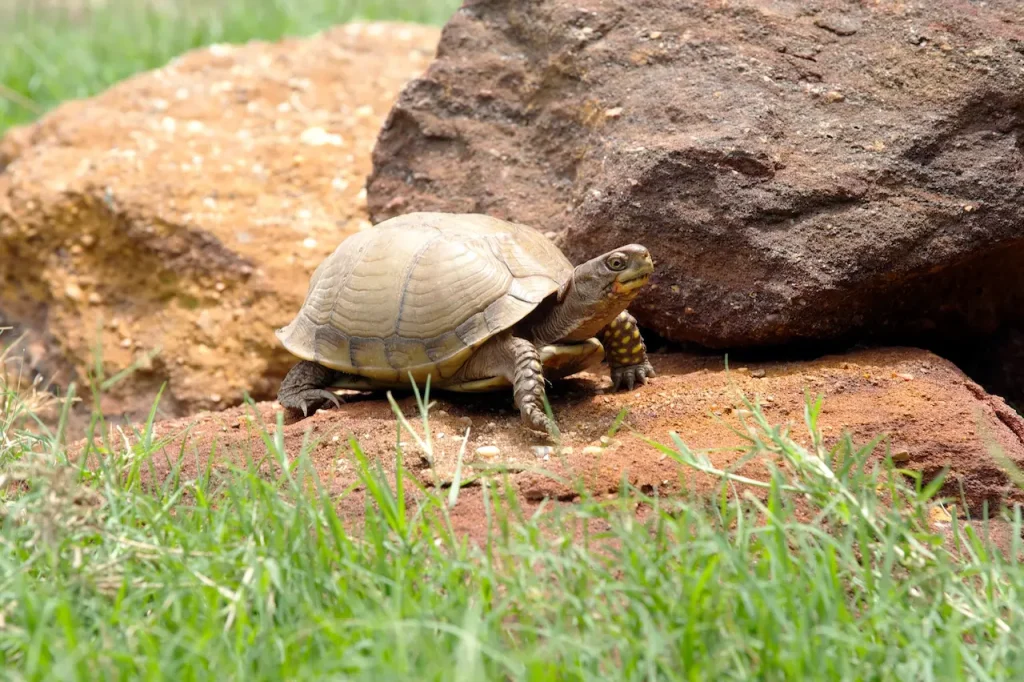 Three Toed Box Turtle on the Rock 