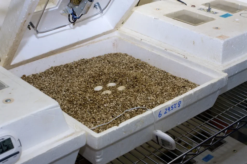 Turtle Eggs In the Incubator 
