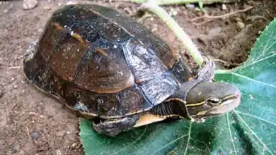 Yunnan Box Turtle (Cuora yunnanensis)