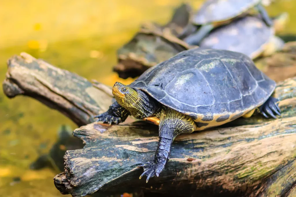 Asian Box Turtle on the Woods 