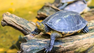 Asian Box Turtle on the Woods