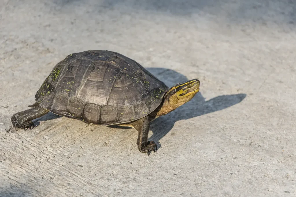 Asian Box Turtle Image Crawling 