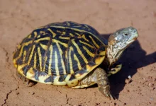 Box Turtle on the Mud Box Turtle Conservation