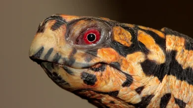 Closeup Image of a Turtle Buying a Box Turtle