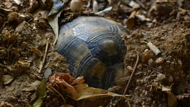 Hibernating Box Turtles