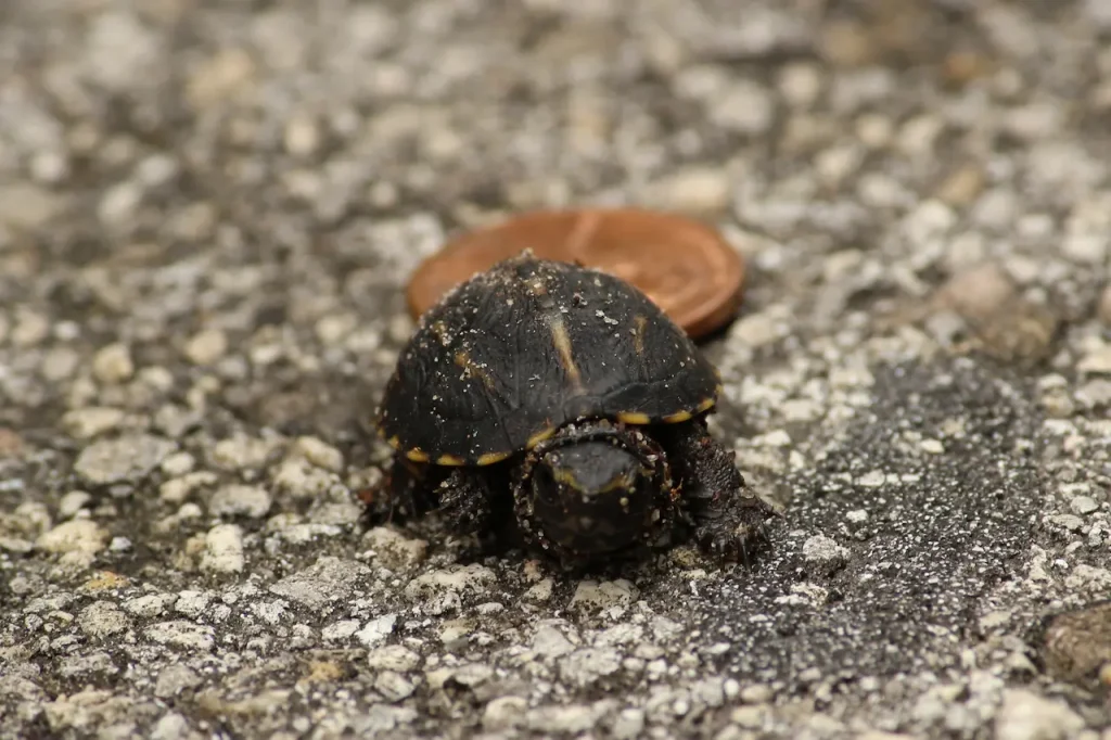Follow Two Baby Florida Box Turtles