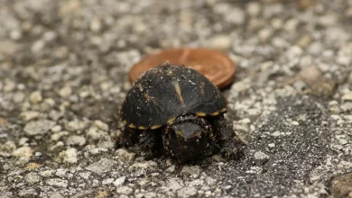 Follow Two Baby Florida Box Turtles