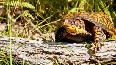 Box Turtles on the Log
