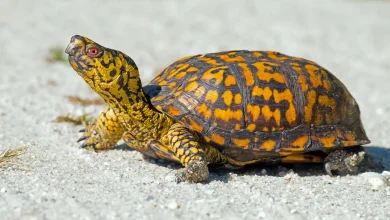 The Box Turtle Manual Review