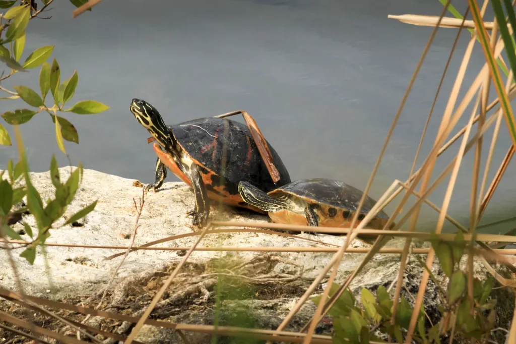 Tortoises and Box Turtles Review 