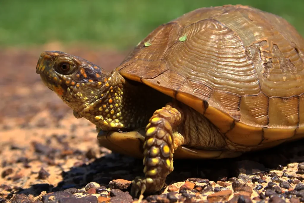 Study Recommends Taxonomic Revision