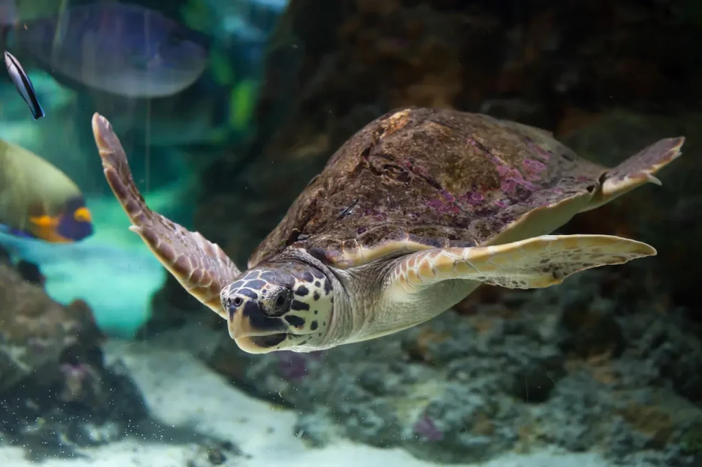 400 Best Pet Turtle Names