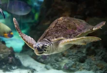 400 Best Pet Turtle Names