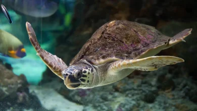 400 Best Pet Turtle Names