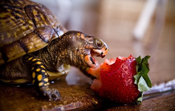 Can Box Turtles Eat Raspberries? 2