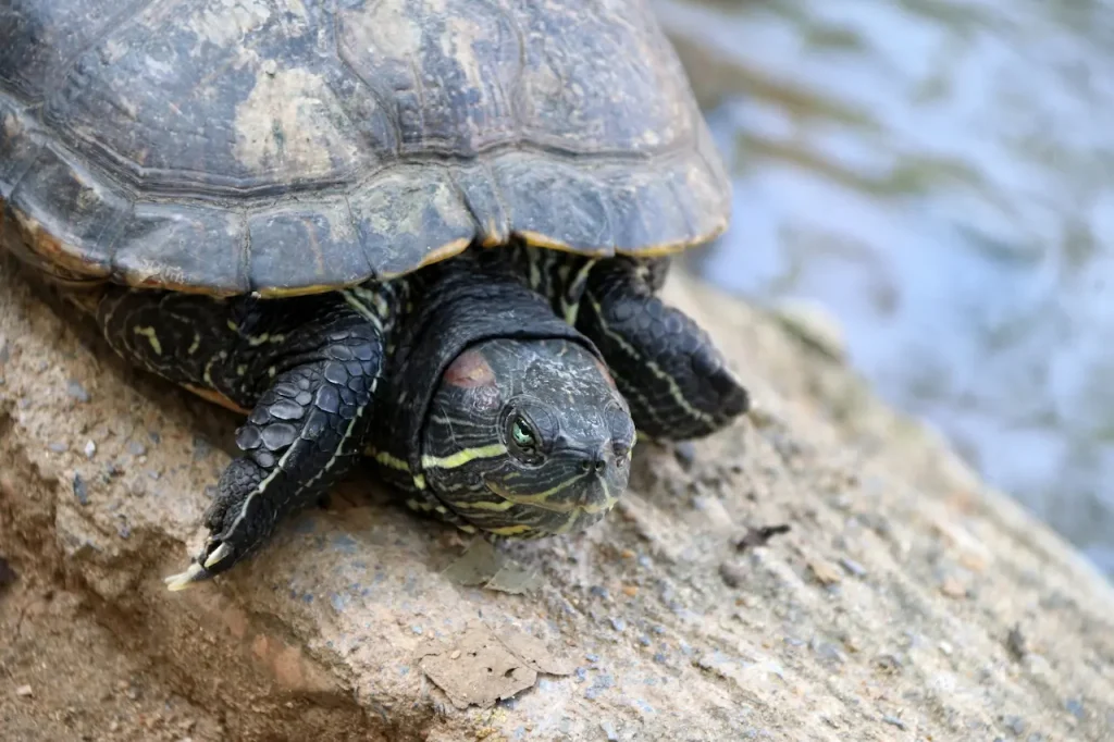 Box Turtle on the Mud 