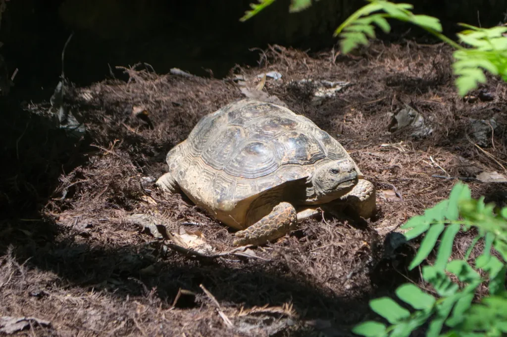 North American Box Turtles 