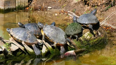 What Do Box Turtles Eat