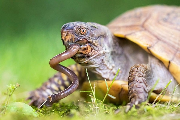 how much do box turtles eat