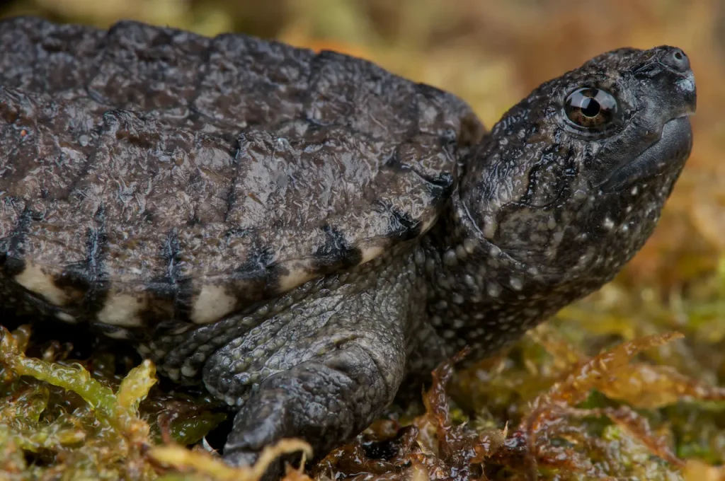 Common Snapping Turtle 