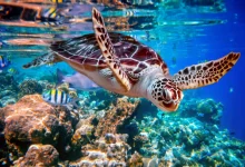 Florida Turtles Identification Guide