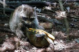 アライグマの捕食者は、カメをドラッグ