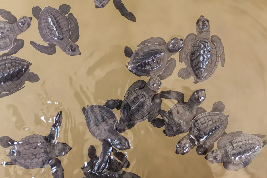 What Animals Eat Turtles