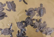 What Animals Eat Turtles